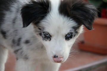 blue merle border collie dog, puppy, blue eyes, pink nose