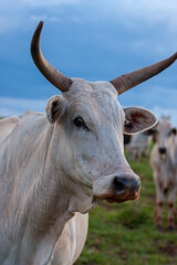 Boi - Gado - Sitio - Fazenda - Pasto - Close - Zoom