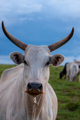 Boi - Gado - Sitio - Fazenda - Pasto - Close - Zoom