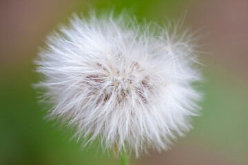 Fototapeta premium Macro - Planta - Galho - Mato - Sitio - Flor