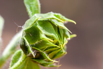Macro - Planta - Galho - Mato - Sitio - Flor