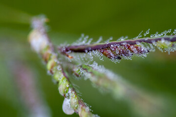 Macro - Planta - Galho - Mato - Sitio - Flor