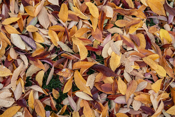 Fallen autumn leaves background. Colorful seasonal natural orange, yellow, red, brown background.