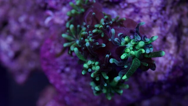 Galaxea coral polyp time lapse macro shot