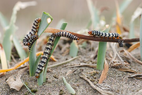 Parassitic moth caterpillar on Mediterranean sand lily.