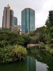 city park. flamingo in the lake