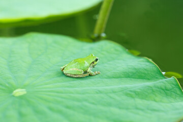 カエルと蓮の葉
