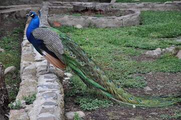 Obraz premium Pavos reales del parque de los Pinos de Plasencia