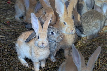 Group of small cute rabbits of different colors in a cage on the hay