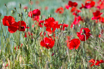 wild poppy flowers - soft focus