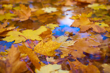 autumn leaves on the ground