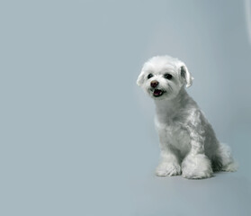 Chinese joyful white lap dog on a gray background with copy space. High quality photo