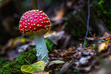 Fliegenpilz
