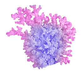 Coral isolated on white background