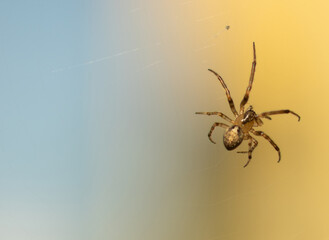 close up of garden spider hanging on the spider web waiting for prey. blurred background