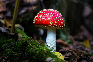 Fliegenpilz