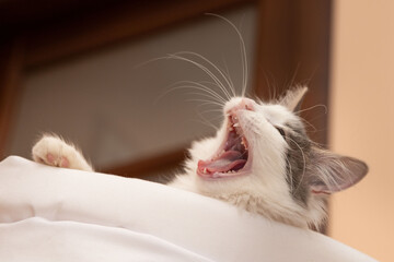 The white gray cat yawns. kitten teeth change. High quality photo © Victoria