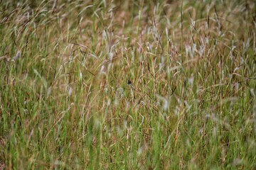 Butterfly on a spike in the village of Mandrem. India. State Of Goa. Taken on October 27, 2020