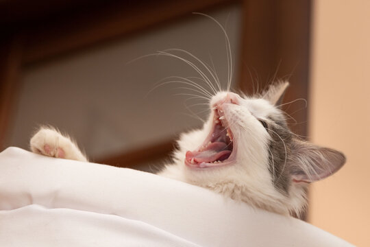 The white gray cat yawns. kitten teeth change. High quality photo