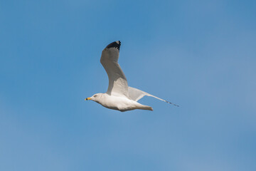 Ring-billed gull (Larus delawarensis) in flight. This gray and white bird is identified by a black band around its yellow bill.
