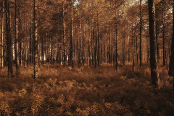 autumn in the coniferous forest landscape, abstract view of the autumn yellow forest, beautiful nature