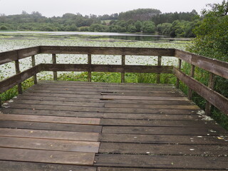 Fototapeta premium mirador de madera frente a la reserva natural de la laguna de sobrado de los monjes, la coruña, galicia, españa, europa construccion, madera, mirador, laguna, flora, fauna, agua, reserva, la coruña, g