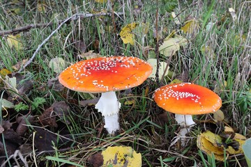 die Glückbringerpilze