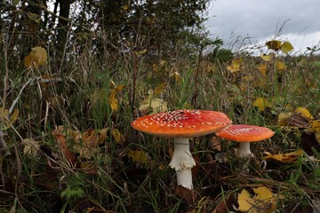 die Glückbringerpilze
