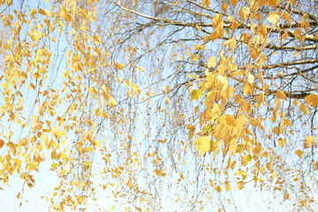 Fototapety  żółte liście bokeh sezonowe tło / piękne jesienne liście żółte gałęzie abstrakcyjne tło, koncepcja opadania liści