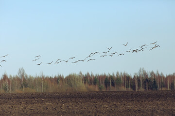 migratory birds flock of geese in the field, landscape seasonal migration of birds, hunting