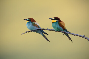 European bee-eater pair perched on branch at sunrise