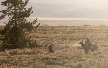 Elk Rutting in Wyoming in Autumn