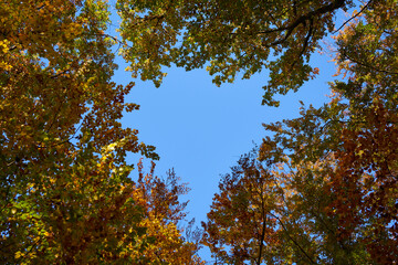 autumn leaves against blue sky