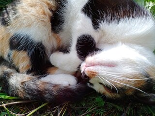 close up of a cat sleeping