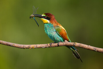 Bee-eater, Merops apiaster. The most colorful bird of Eurasia. A bird caught a dragonfly