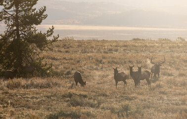Fototapeta na wymiar Elk Rutting in Wyoming in Autumn
