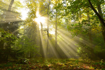 Nature sun light sunlight in the forest 