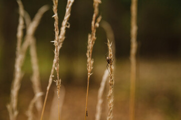 the small spider on a yellow grass