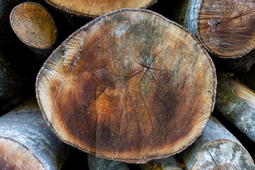 The image of cut wood. Tree body.