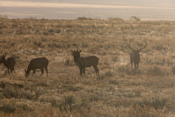 Naklejka na ściany i meble Elk Rutting in Wyoming in Autumn
