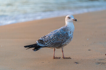 seagull on the beach