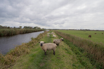 Sheep on the dike along the Winkel river