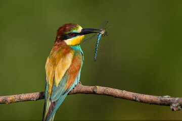 European bee-eater, Merops apiaster. The most colorful bird of Eurasia. The bird caught its prey.