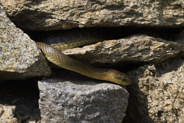 Aesculapian snake crawls on stone wall
