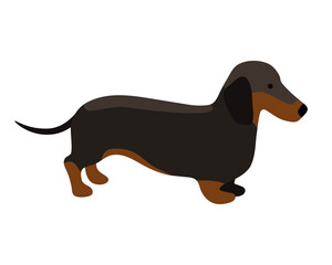 Vector illustration of a black dachshund with brown spots isolated on white background.  Hand-drawn illustration in flat design.  Suitable for dog breeds illustration, dog grooming, dog products.