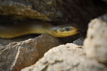 Aesculapian snake crawls on stone wall