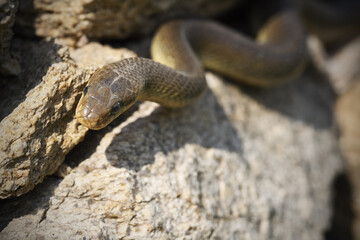 Aesculapian snake crawls on stone wall