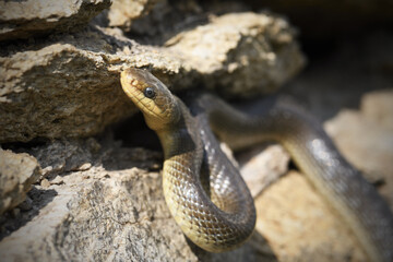 Aesculapian snake crawls on stone wall