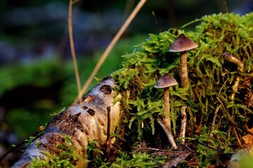 A pair of fragile small mushrooms on a rotten birch trunk. Close up.
