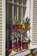 Flowerpots on the window of a house in the old town of Ciotat, F